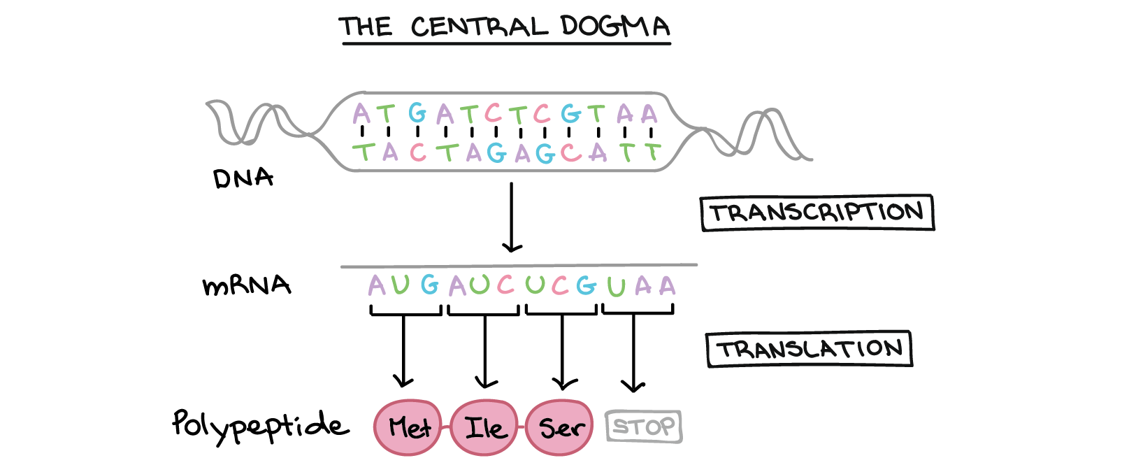 Central Dogma : Image Credit, Khan Academy