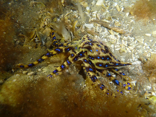 Blue Ringed Octopus